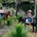 Exploring Horseback Riding in Percy Warner Park