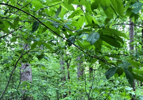 Explore Beaman Park Nature Center in Nashville Outdoors